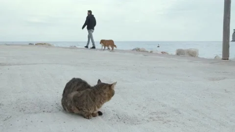 Cat watching on men with two dogs walking together Stock Footage 167373602