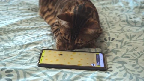 The cat is watching the mouse in the smartphone. Application for cats Stock Footage 202064932