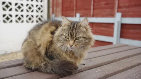 Cat watching outdoor in a table Video stock 132350357