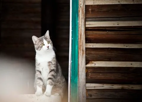 Cat watching outside ! Stockfoto's