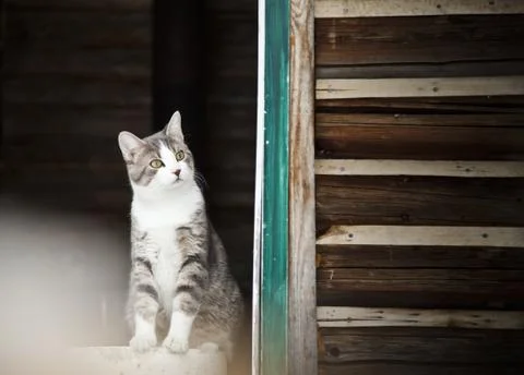 Cat watching outside ! Foto stock