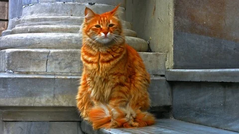 The cat watching people 스톡 동영상 71022738