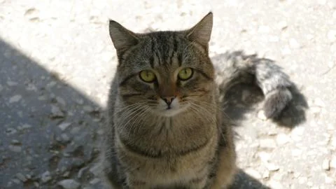 The cat is watching Stock Photos
