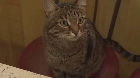 The Cat is Watching as the Pizzas Stock Footage 74136591