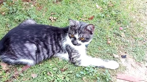 Cat is watching prey Stock Footage 290918386