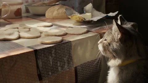 Cat watching process of making dumplings. Cute domestic pet looking at cookin Stock Footage 140205836