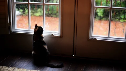 Cat Watching Rain Through Windown Stock Footage