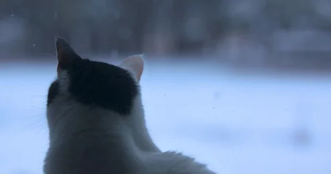 Cat Watching Snow Fall through a Window Stock Footage 100797098