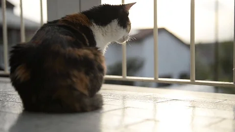 Cat watching something Stock Footage 88945763