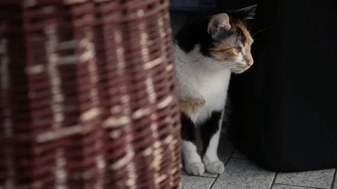 Cat watching something Stock Footage 88946127