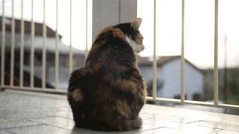 Cat watching something Stock Footage 88946159