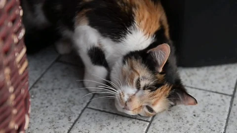 Cat watching something Stock Footage 88946251