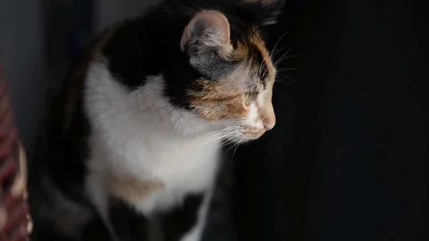 Cat watching something Stock Footage 88946309