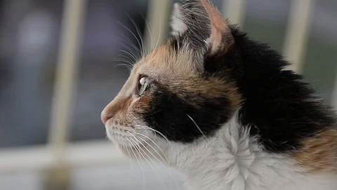 Cat watching something Stock Footage 88946341