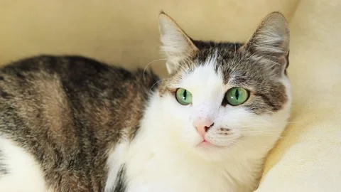 The cat is watching something with interest. Close-up of a cat's muzzle Stock Footage 237764446