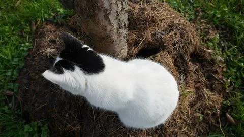 The cat is watching something Stock Photos