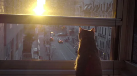 Cat watching sunrise turning around on window sill in Manhattan apartment NYC Stock Footage 59268614