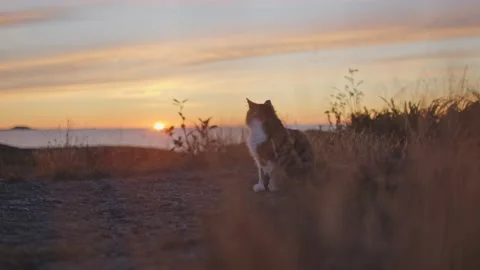 Cat watching sunset Video stock 143439125