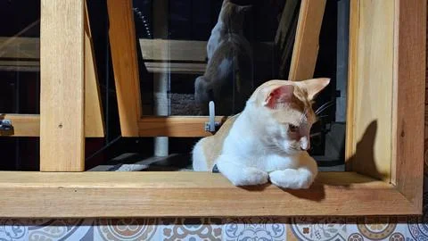 Cat watching through the window Fotos de archivo