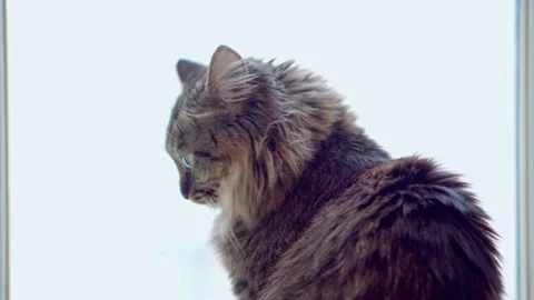 The cat is watching through the window what is happening on the street Видео 168427675