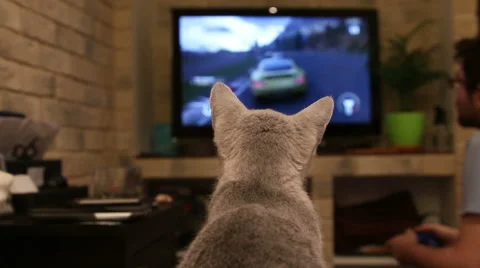 Cat watching TV Video stock 45914299