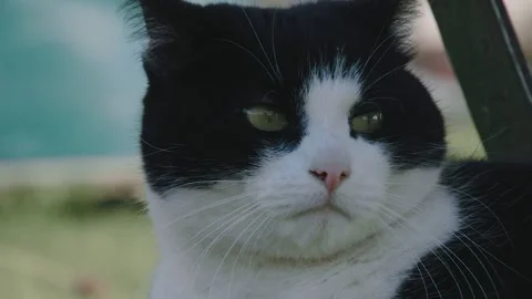 Cat is watching wild ducks Stock Footage 274062046