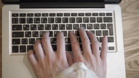 Cat is watching work with a laptop Stock Footage 127748759