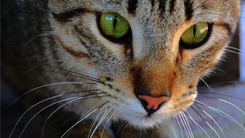 A cat is watching you Stock Photos