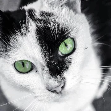 Cat watercolor style Stock-Illustration