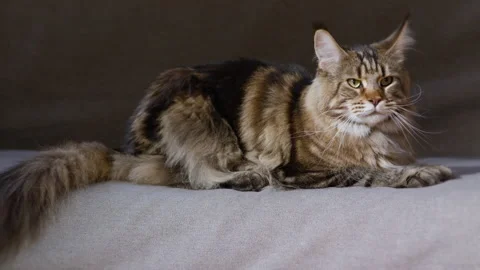 Cat waving a fluffy tail Brown Blotched Tabby Maine Coon Domestic Cat Stock Footage 142367505