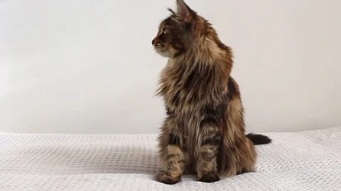 Cat waving Stock Footage 115951583