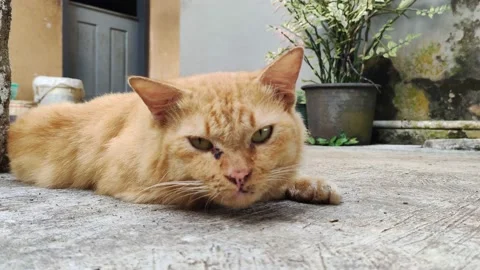 Cat is weak Video stock 206657938