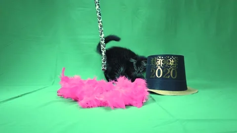 A cat wearing a costume Stock Footage 155393919