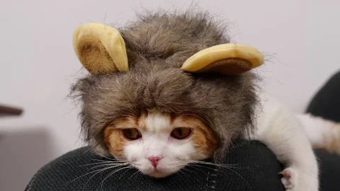 Cat wearing a lion hat Stock Footage 153713011