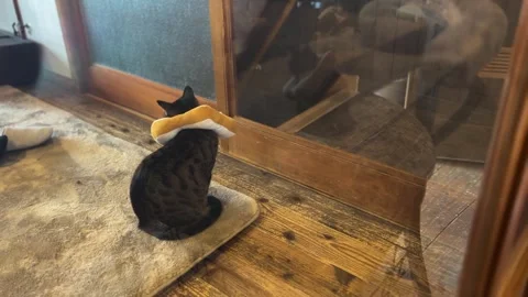Cat Wearing Toast Bread Shaped Cone Collar Stock Footage 339830870