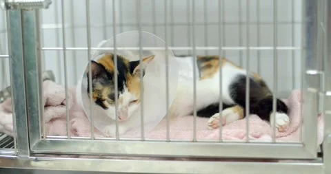 Cat wearing a white plastic cone collar on neck lying on a pink towel in a cage  Stock Footage 259841647