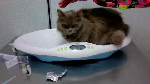 Cat On Weighing Scale Stock-Footage 53889327