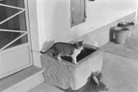 Cat on well Foto stock