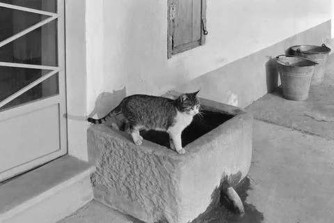 Cat on well Stock Photos