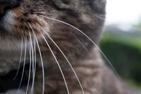 Cat Whiskers 스톡 사진