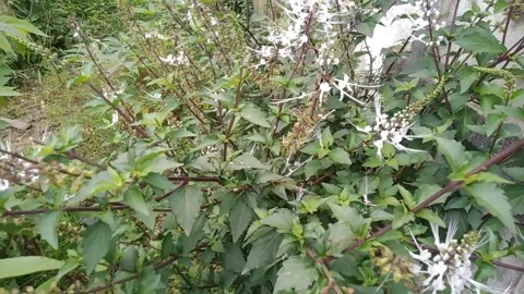 Cat whiskers plant Stock Footage 170035148