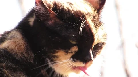 Cat Whiskers Shining in the Sun Stock Footage 319519081