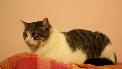 Cat white and gray stand on the sofa Stock Footage 73715235