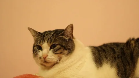 Cat white and gray stand on the sofa Stock Footage 73716571