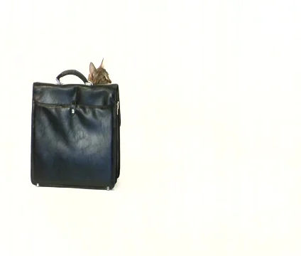 Cat in white background Stock Footage 475098