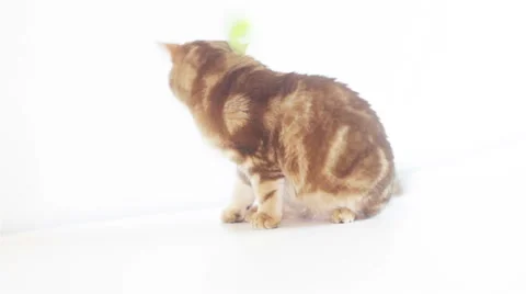 Cat on a white background 库存影片 62761592