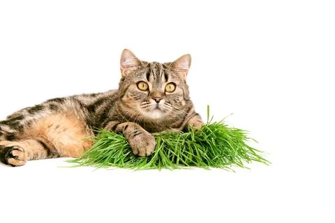 Cat on a white background with grass.  Stock Photos