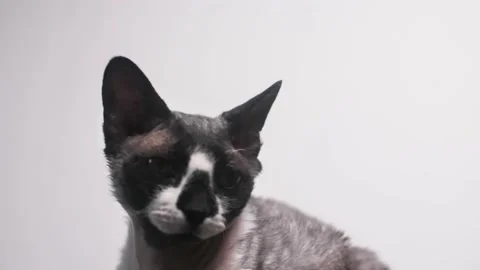 The cat on a white background looks at the camera Stock Footage 147181668