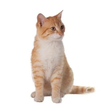 Cat on white background Stock-Fotos