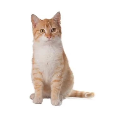 Cat on white background Stock Photos